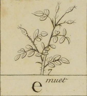 Sketch of rose in bud, meaning written below.